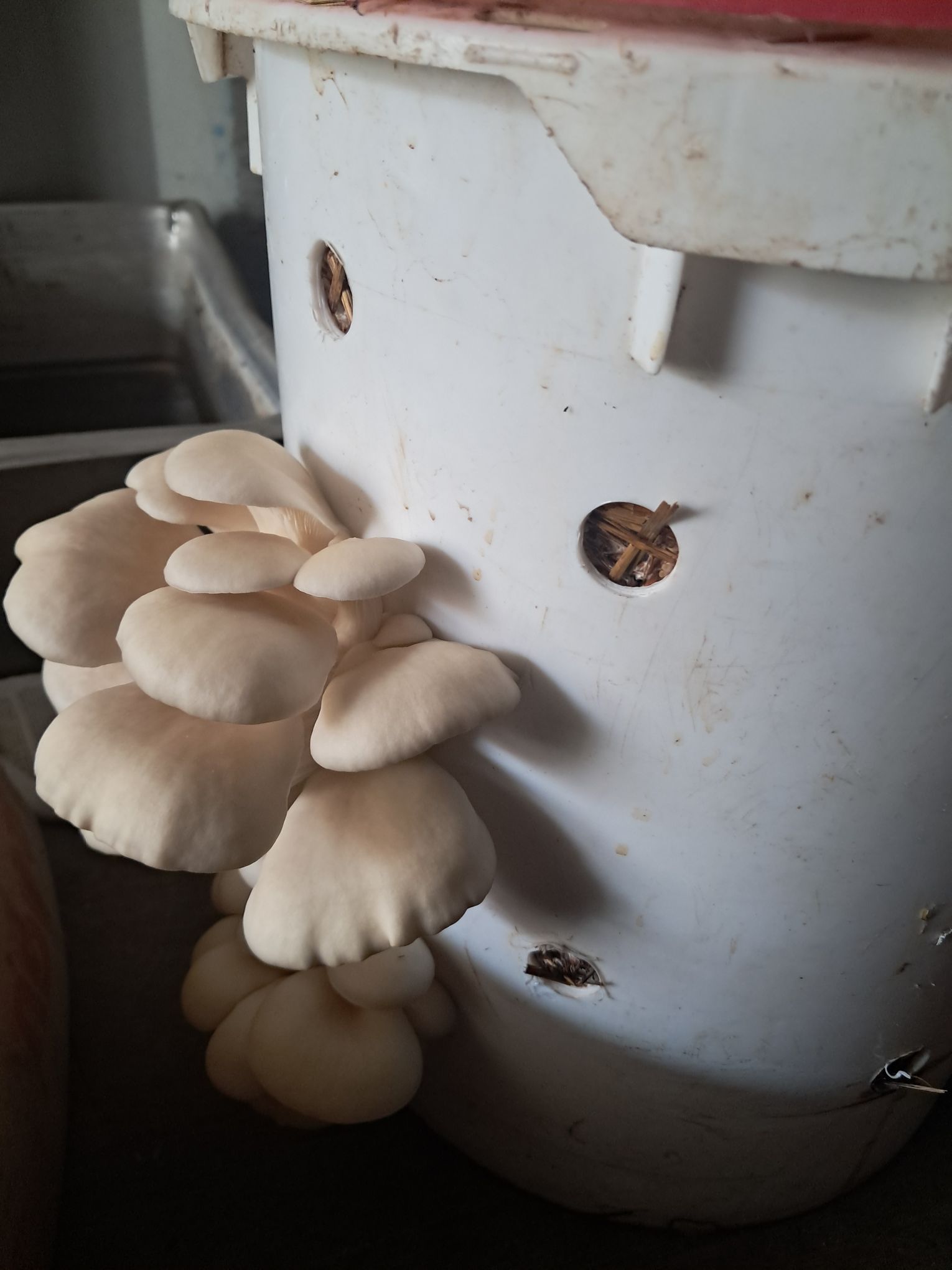10 Unexpected Things I Love About Homesteading Life