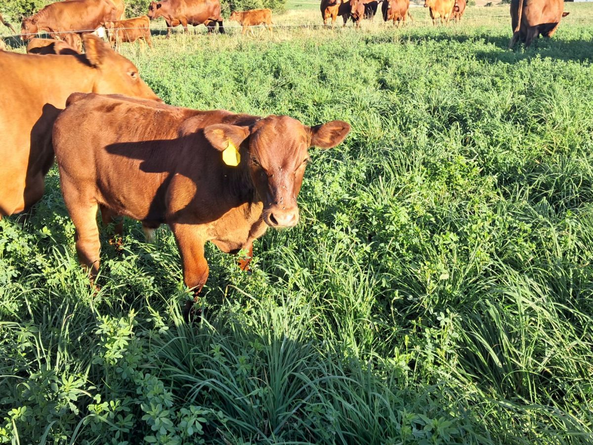 The Choreography of Cattle and&nbsp;Grass