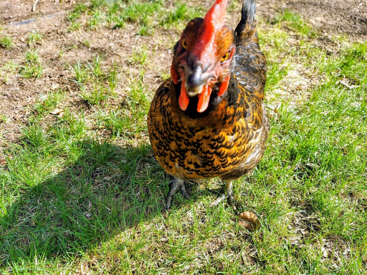 Feathers, Frogs, and Family: Lessons from Our&nbsp;Chickens