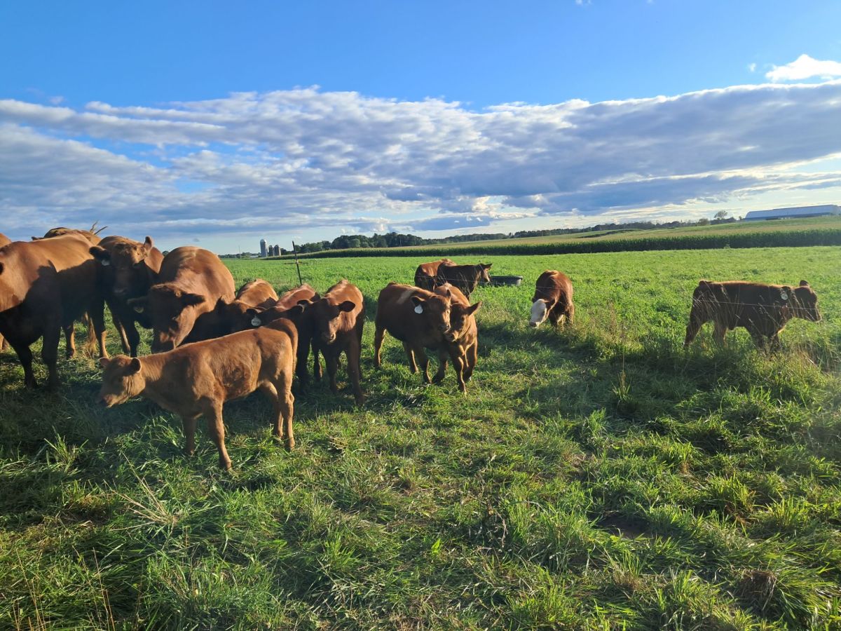 Why Is Beef So Expensive? The Real Story Behind Your Steak — and How You Can Help Support Local&nbsp;Farmers
