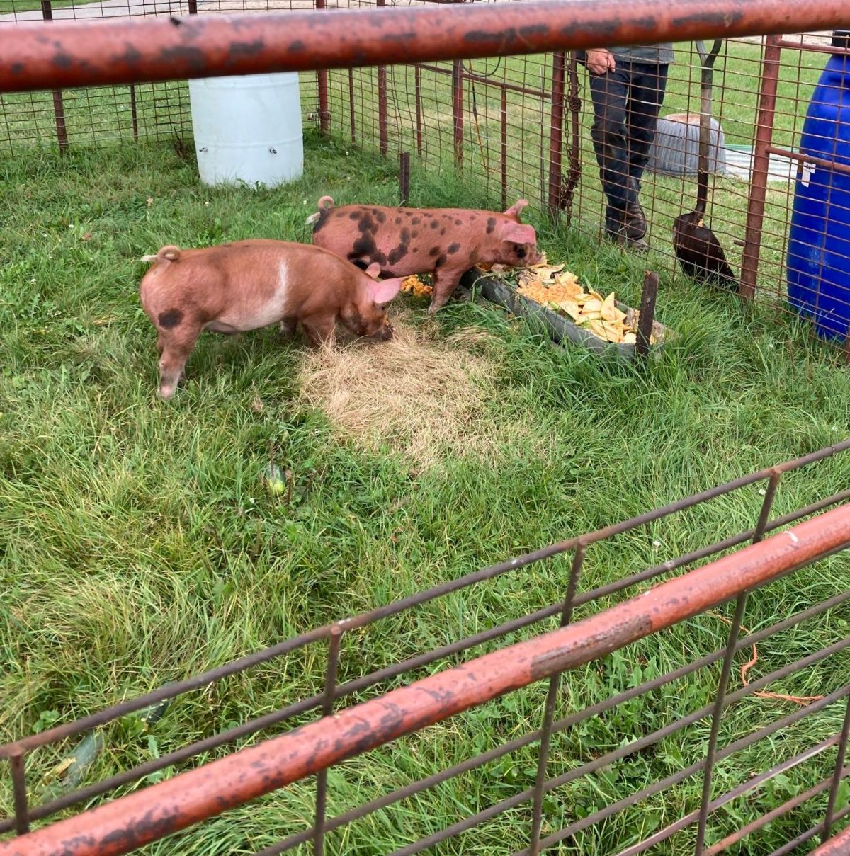 From Reluctance to Rooting: Embracing Pig&nbsp;Life