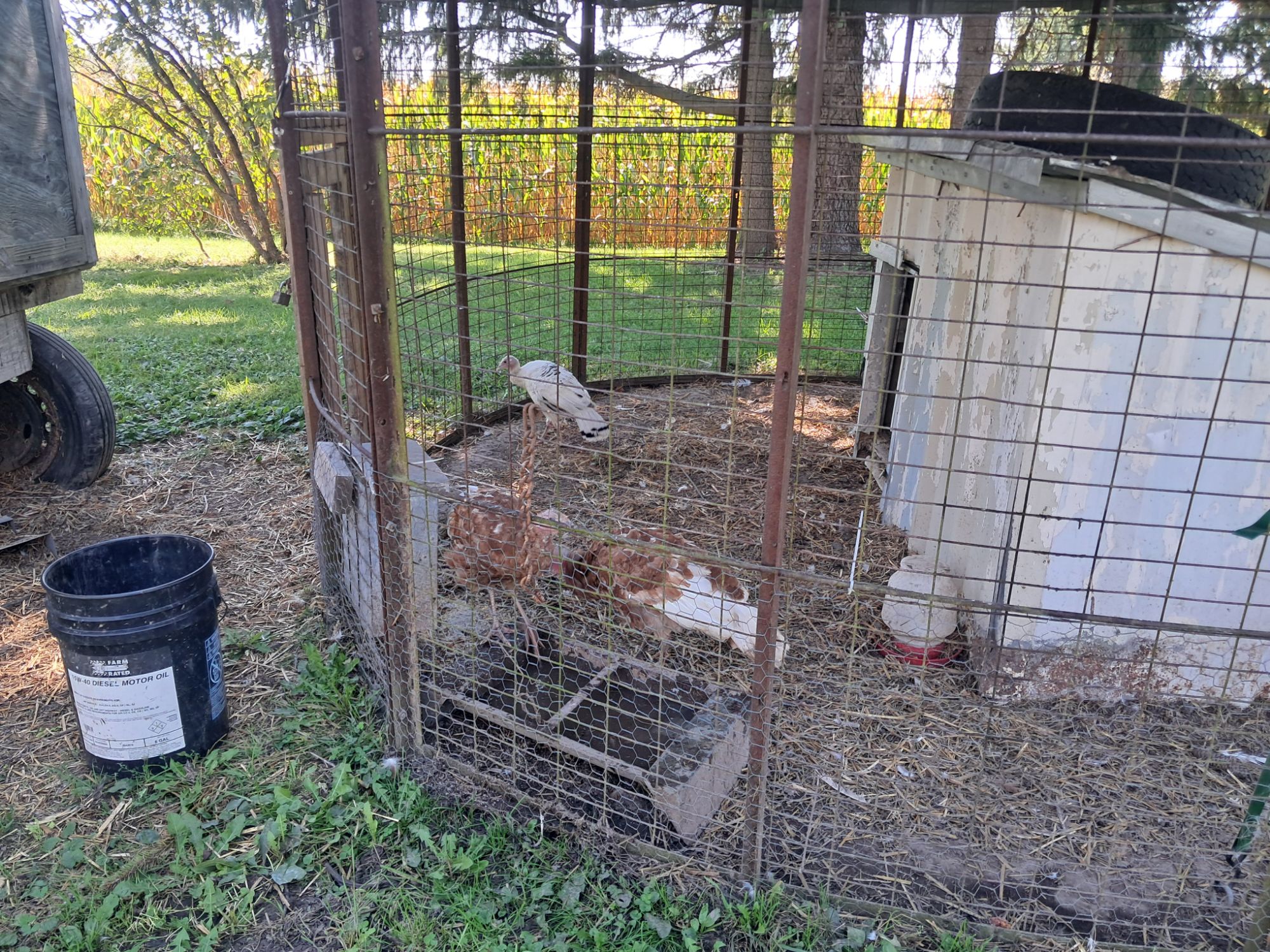 What I’d Tell My Homestead Turkeys: You’re Safe Here