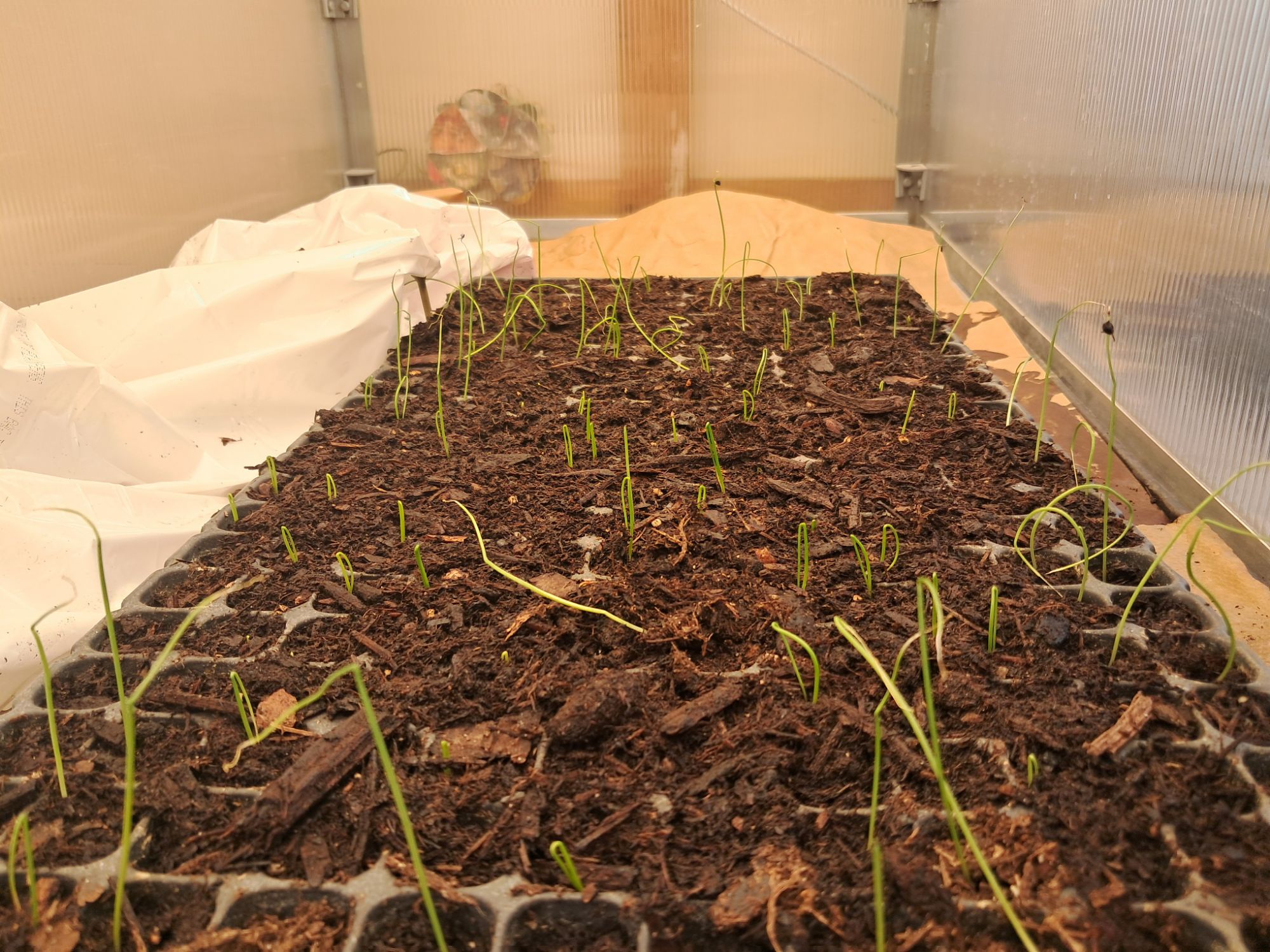 How to Start Onion Seeds Indoors: Easy Winter Gardening for a Strong Spring Harvest