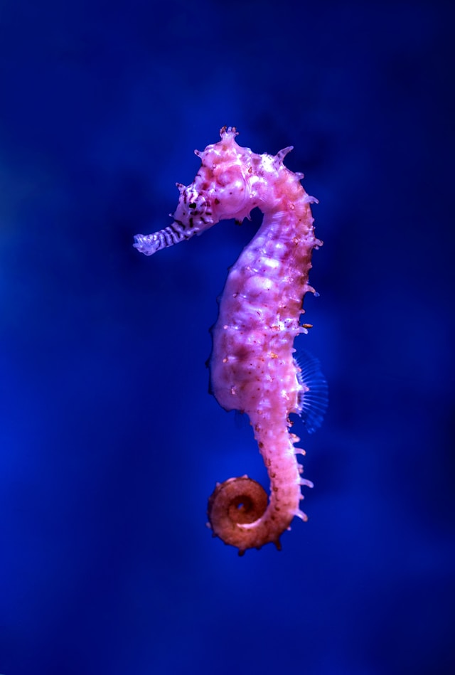 Why Seahorses Are My Favorite Animal (Not Chickens!)
