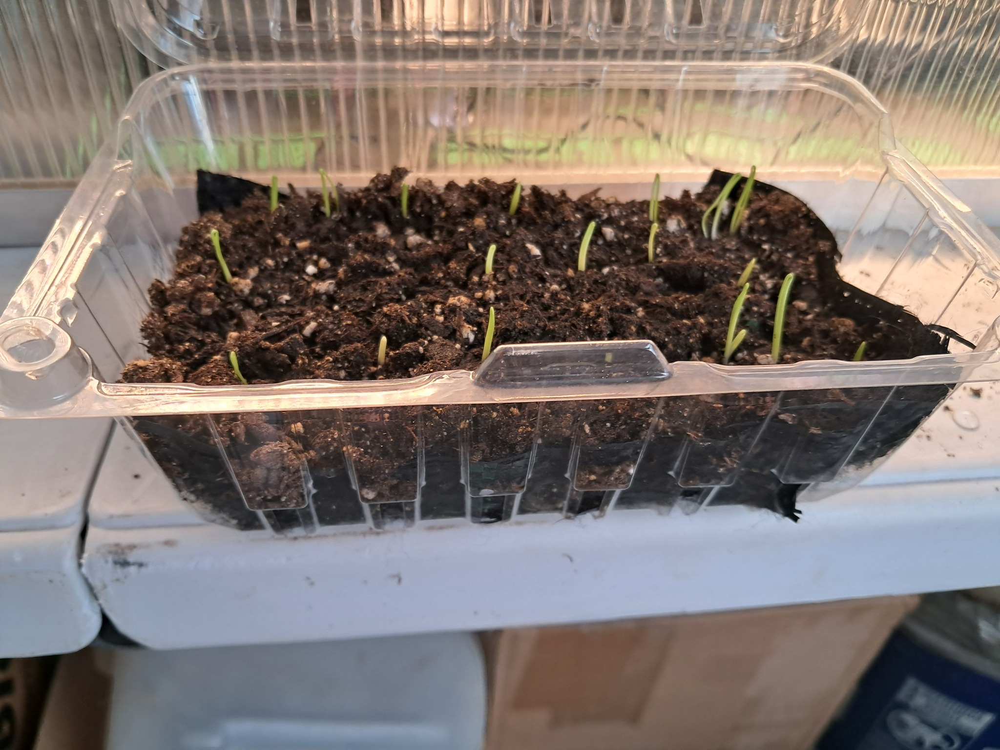 Seeds of Patience: What Planting Onions with My Child Taught Me About Growth
