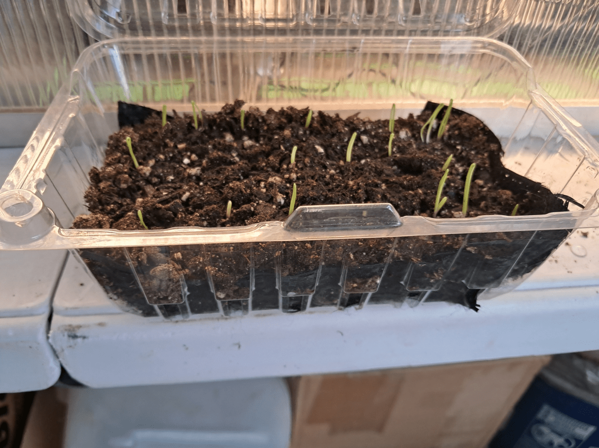 Seeds of Patience: What Planting Onions with My Child Taught Me About&nbsp;Growth