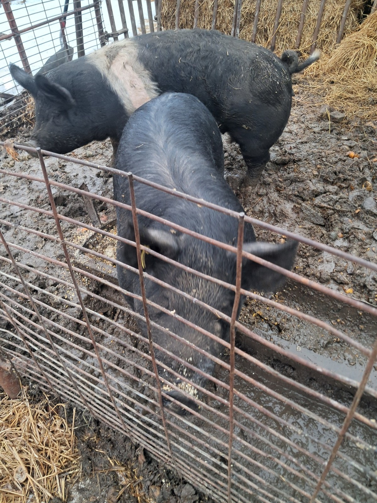 Our Biggest Homesteading Challenge: First-Time Pig&nbsp;Farrowing