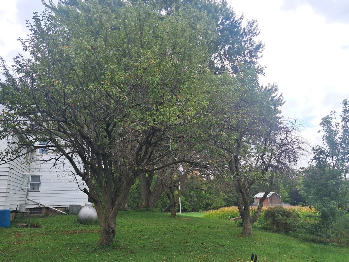 Century Farm Renovation: Most Ambitious Homestead DIY&nbsp;(2026)