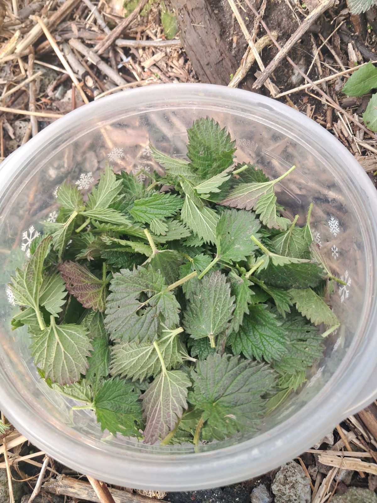 Foraging Stinging Nettles—A Wild, Nutritious Spring&nbsp;Green