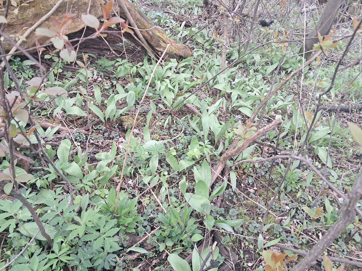 Foraging Ramps with Kids in the&nbsp;Midwest