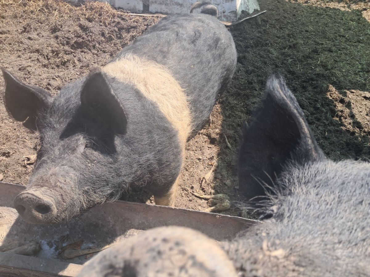 First-Time Pig Farrowing Prep: What We’re Doing Before Our Mother’s Day&nbsp;Litter