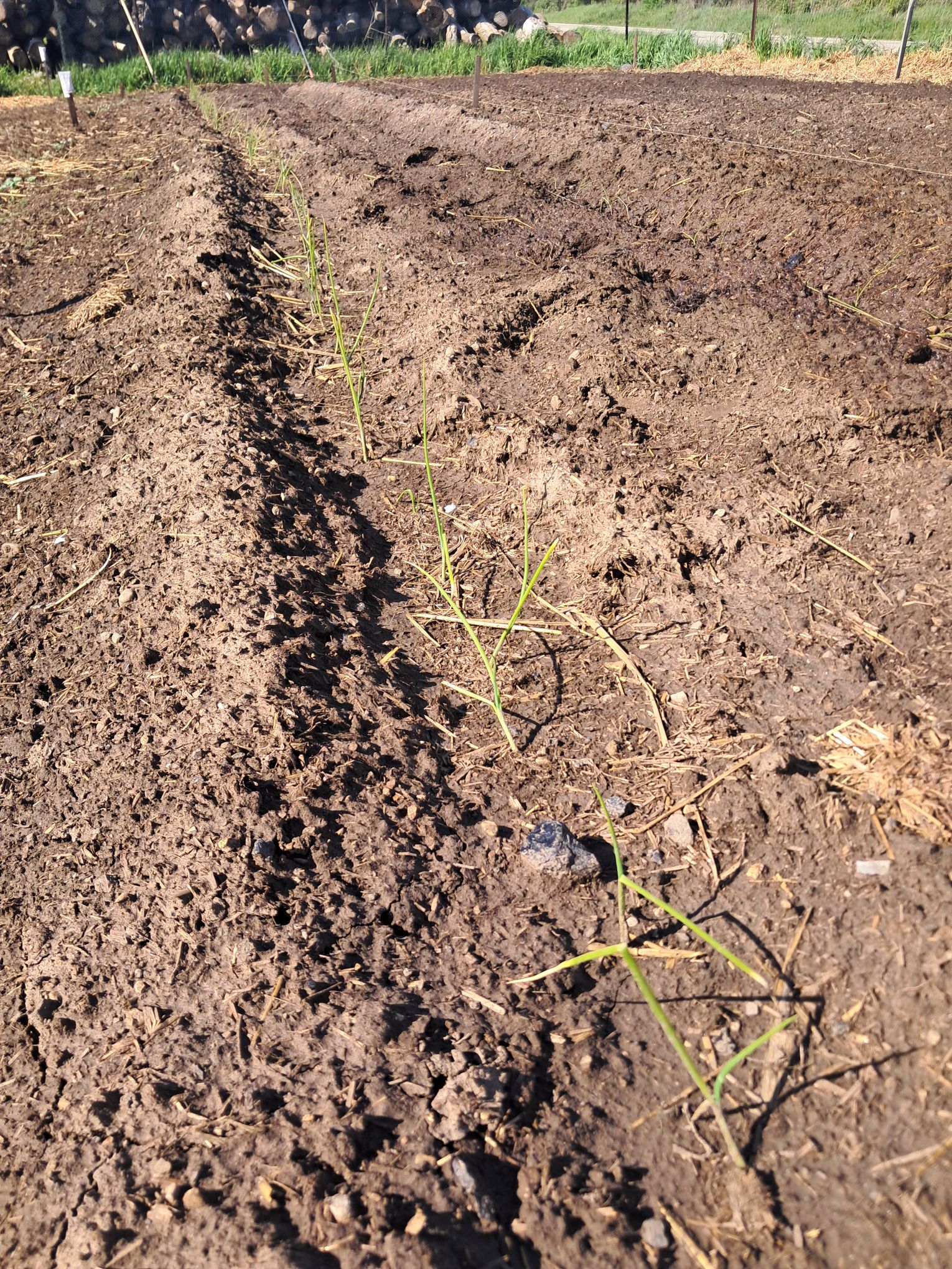 Spring Homestead Projects: Fruit Trees, Piglets, and Property Improvements