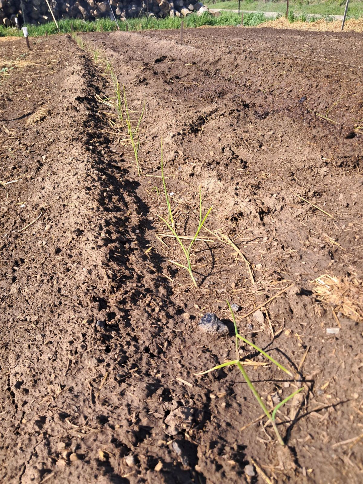 Spring Homestead Projects: Fruit Trees, Piglets, and Property&nbsp;Improvements