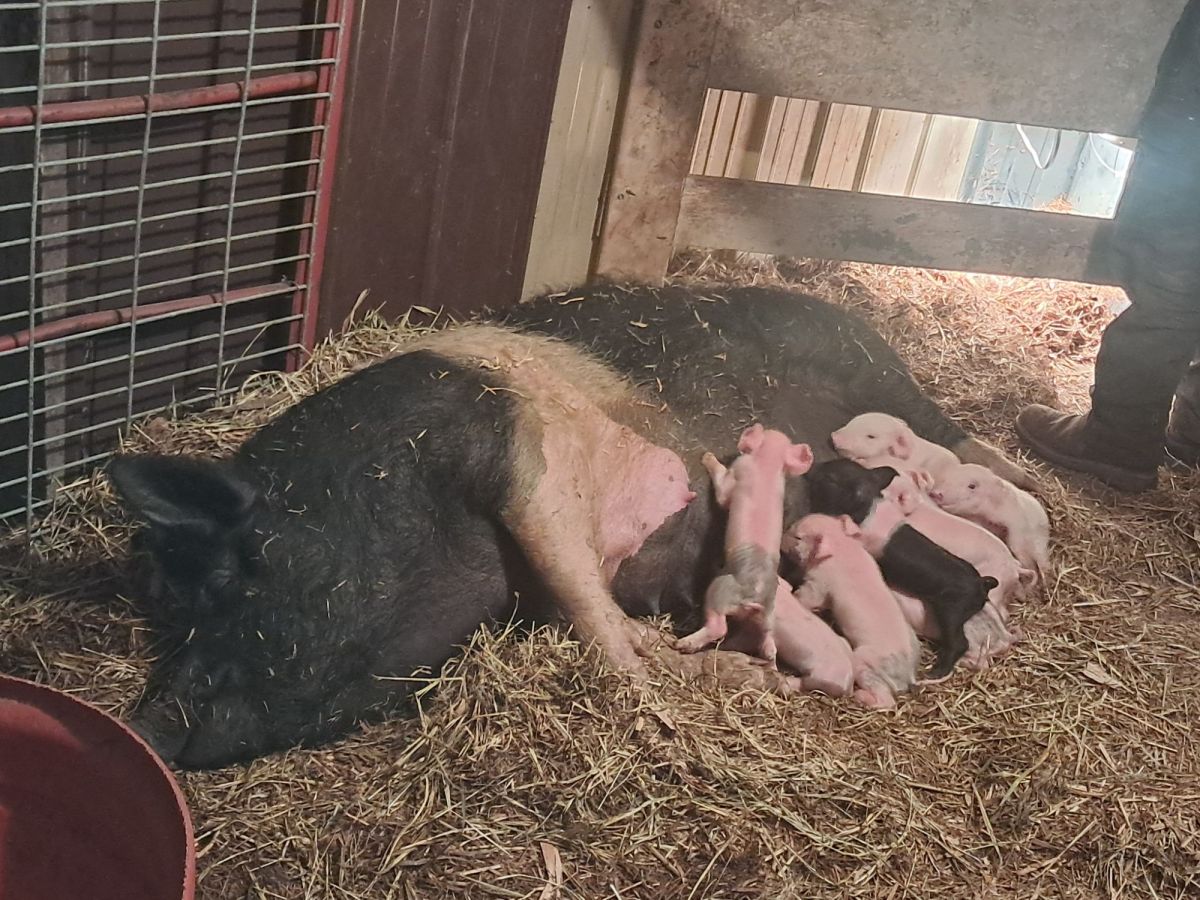 First-Time Farrowing on Our Homestead: How Our Gilts Welcomed 20&nbsp;Piglets