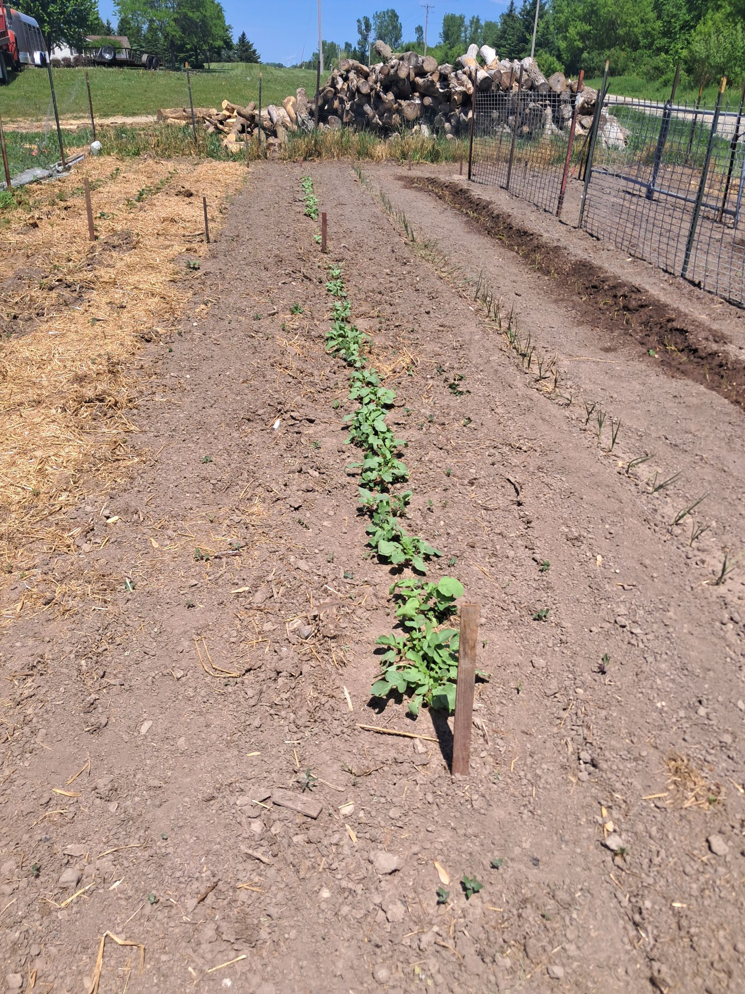 Zone 4B Vegetable Garden Ideas: What We Planted in 2026