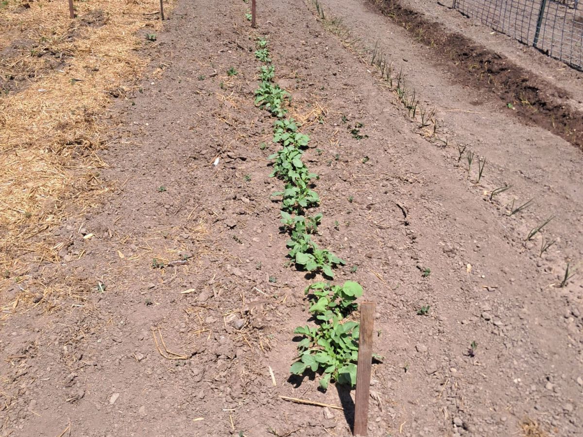 Zone 4B Vegetable Garden Ideas: What We Planted in&nbsp;2026