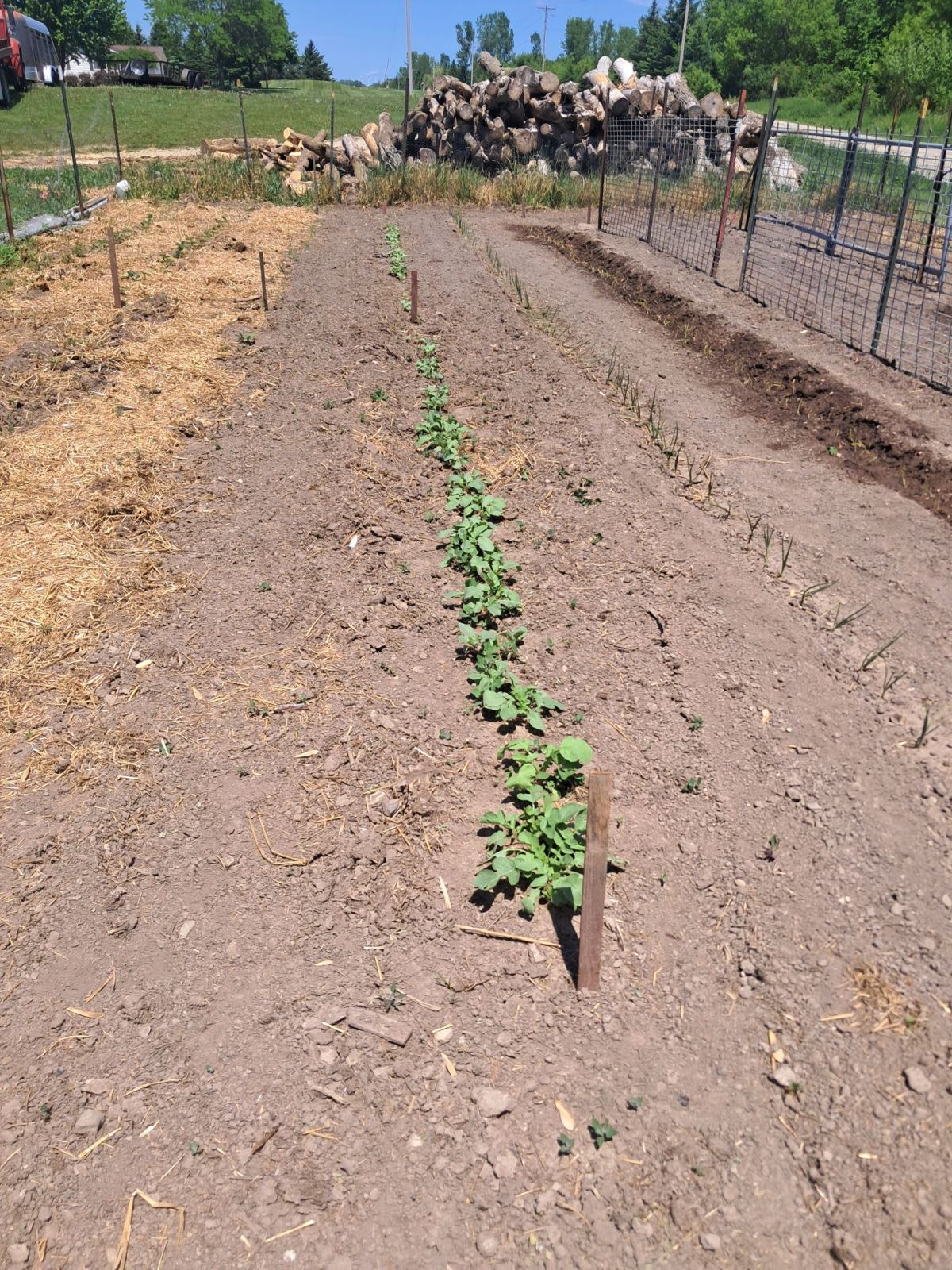 Zone 4B Vegetable Garden Ideas: What We Planted in&nbsp;2026