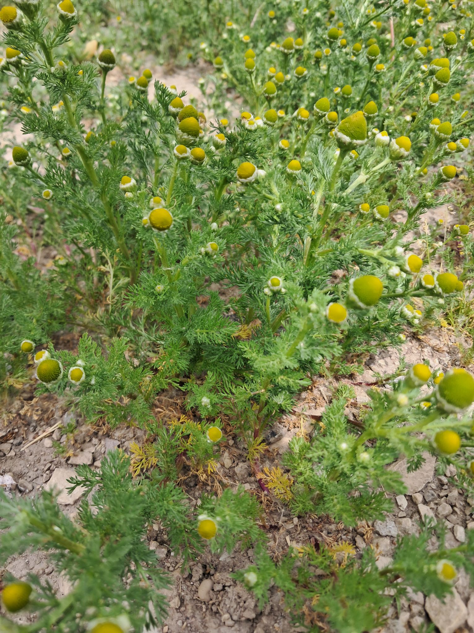From Driveway Weeds to Tea: How to Forage Chamomile at Home