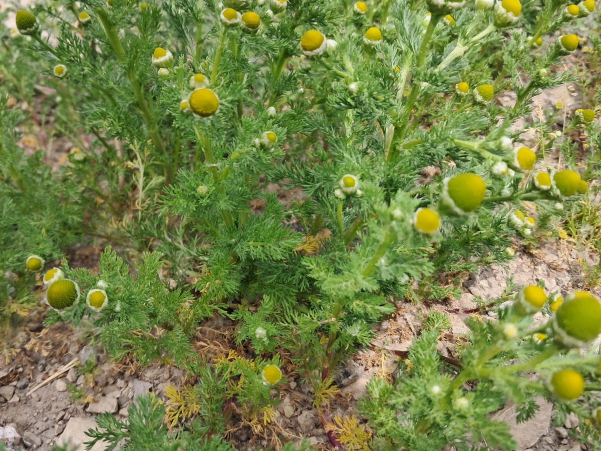 From Driveway Weeds to Tea: How to Forage Chamomile at&nbsp;Home