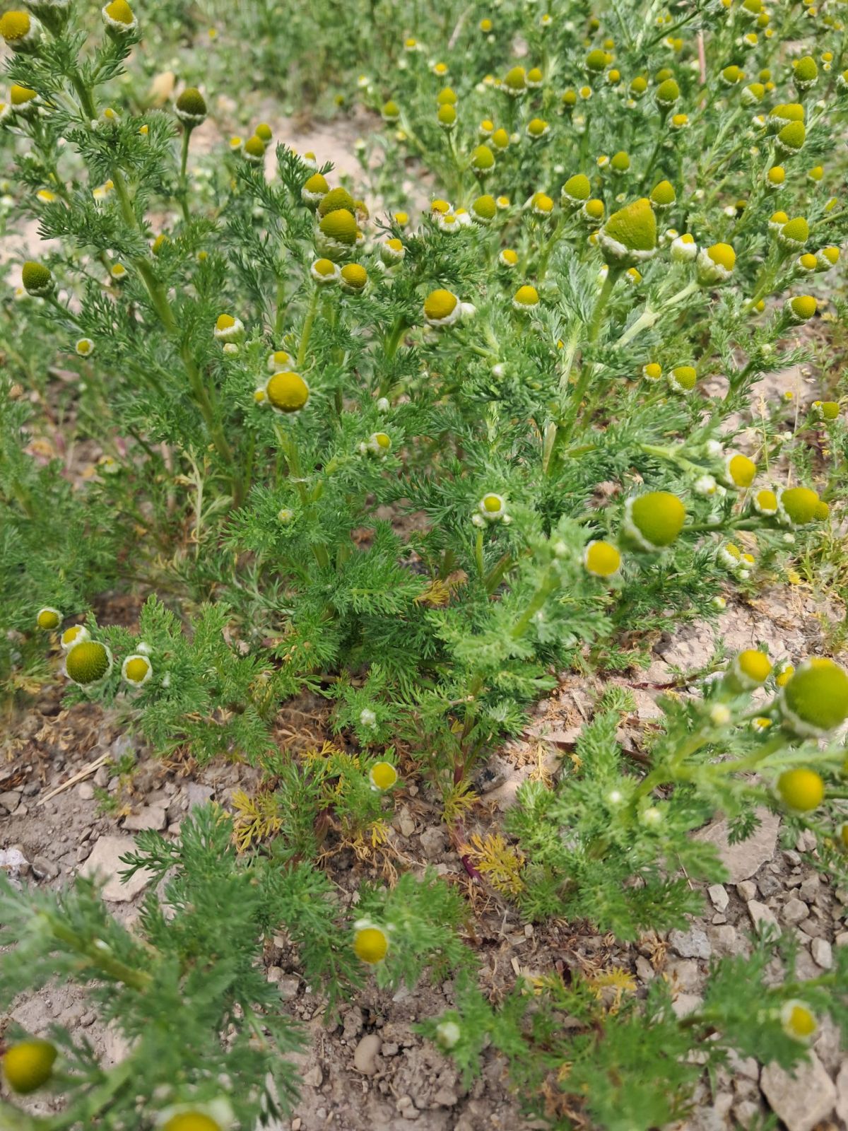 From Driveway Weeds to Tea: How to Forage Chamomile at&nbsp;Home