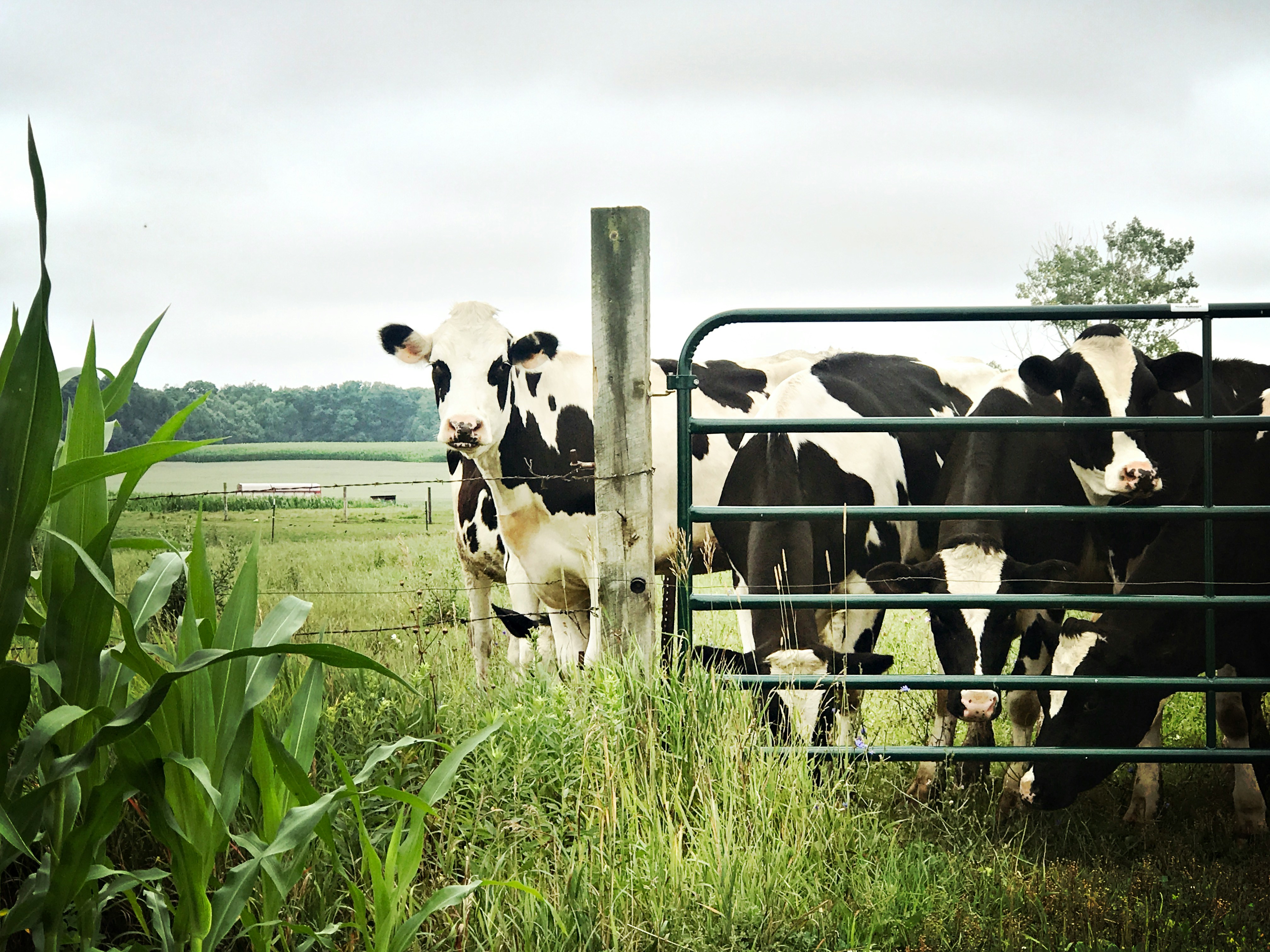 June Dairy Month Recap: Stories from the Farmyard