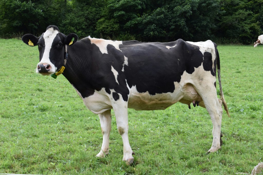 Dairy cow in the field during June Dairy Month, cared for by farmers working long days.