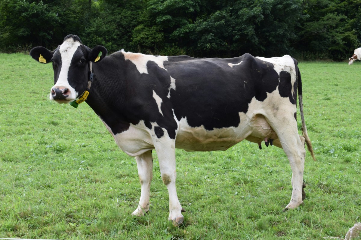 How to Truly Celebrate Farmers During June Dairy&nbsp;Month