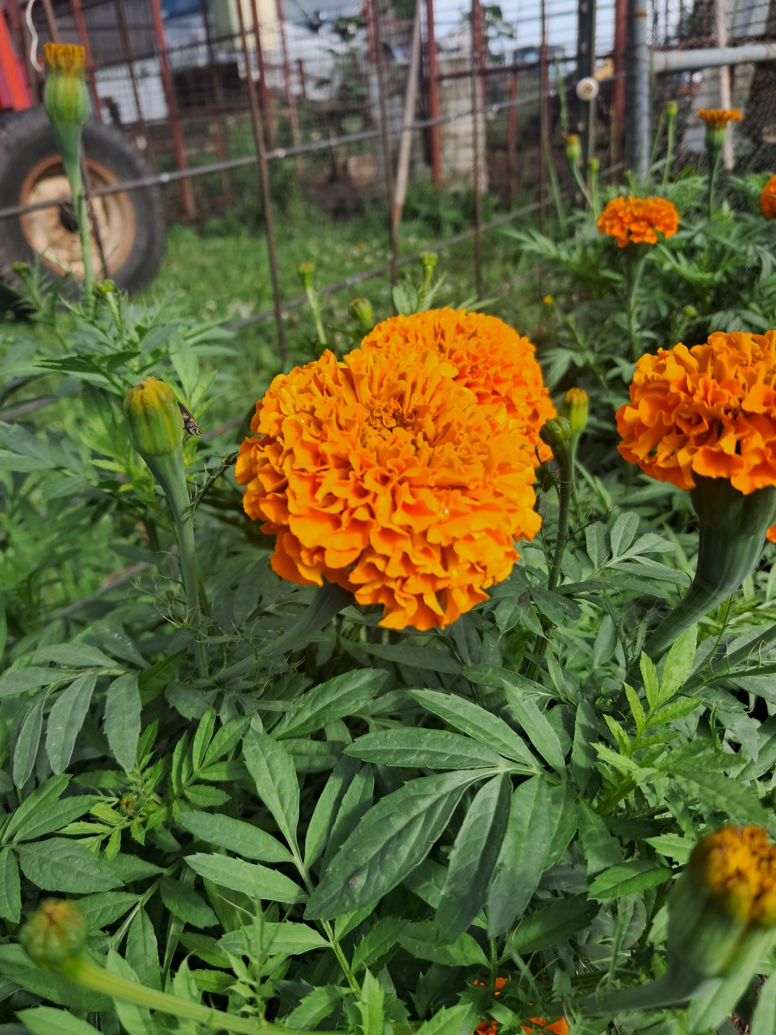 Zone 4B July Garden Tour: Our 2026 Garden Updates