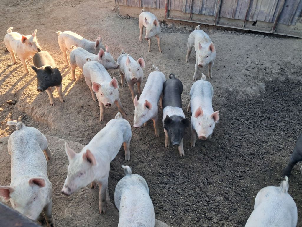 Lessons from Raising Our First 20 Piglets on the&nbsp;Homestead