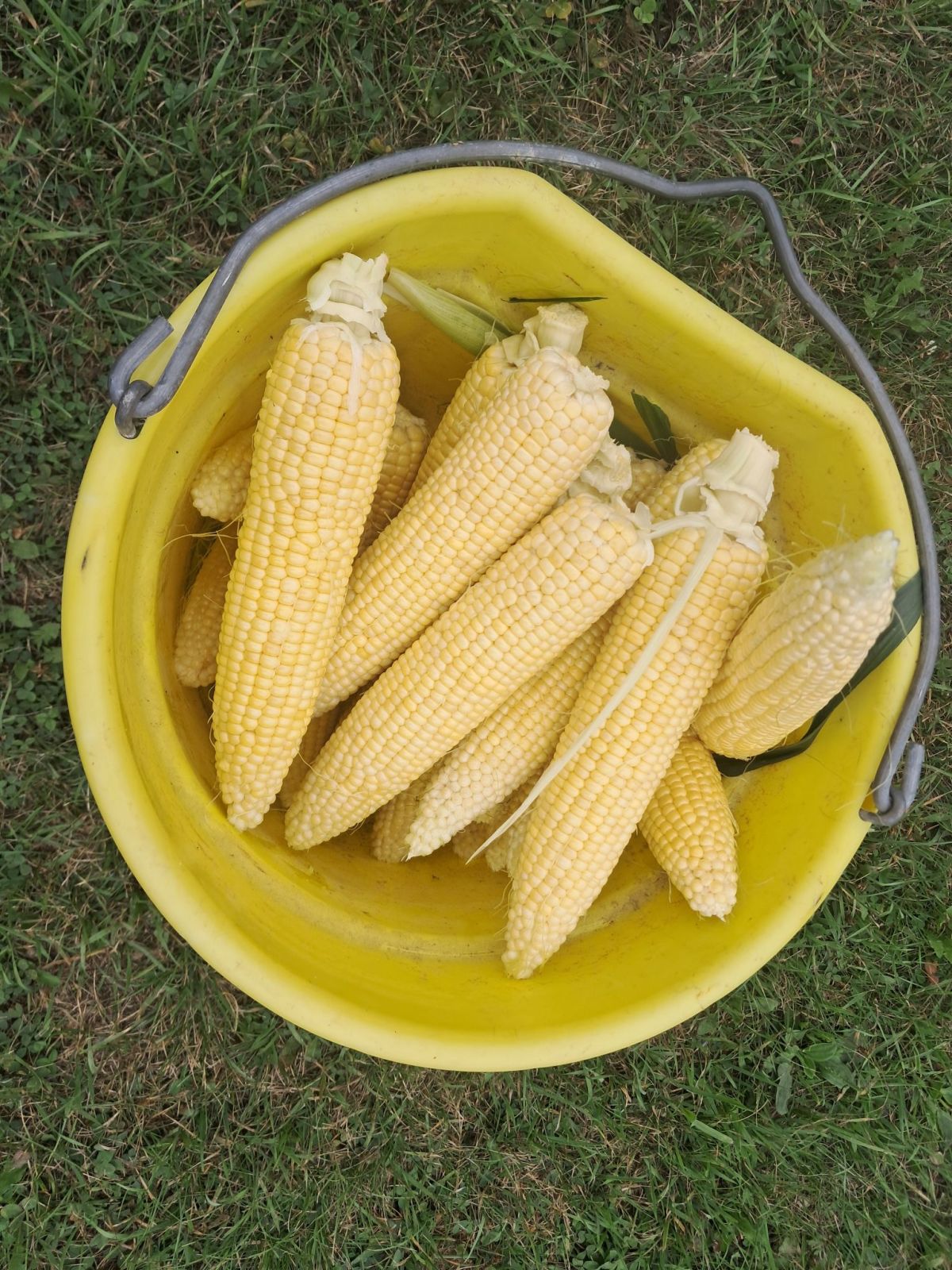 How to Freeze Cooked Garden Vegetables Like Beets, Corn, and Winter&nbsp;Squash
