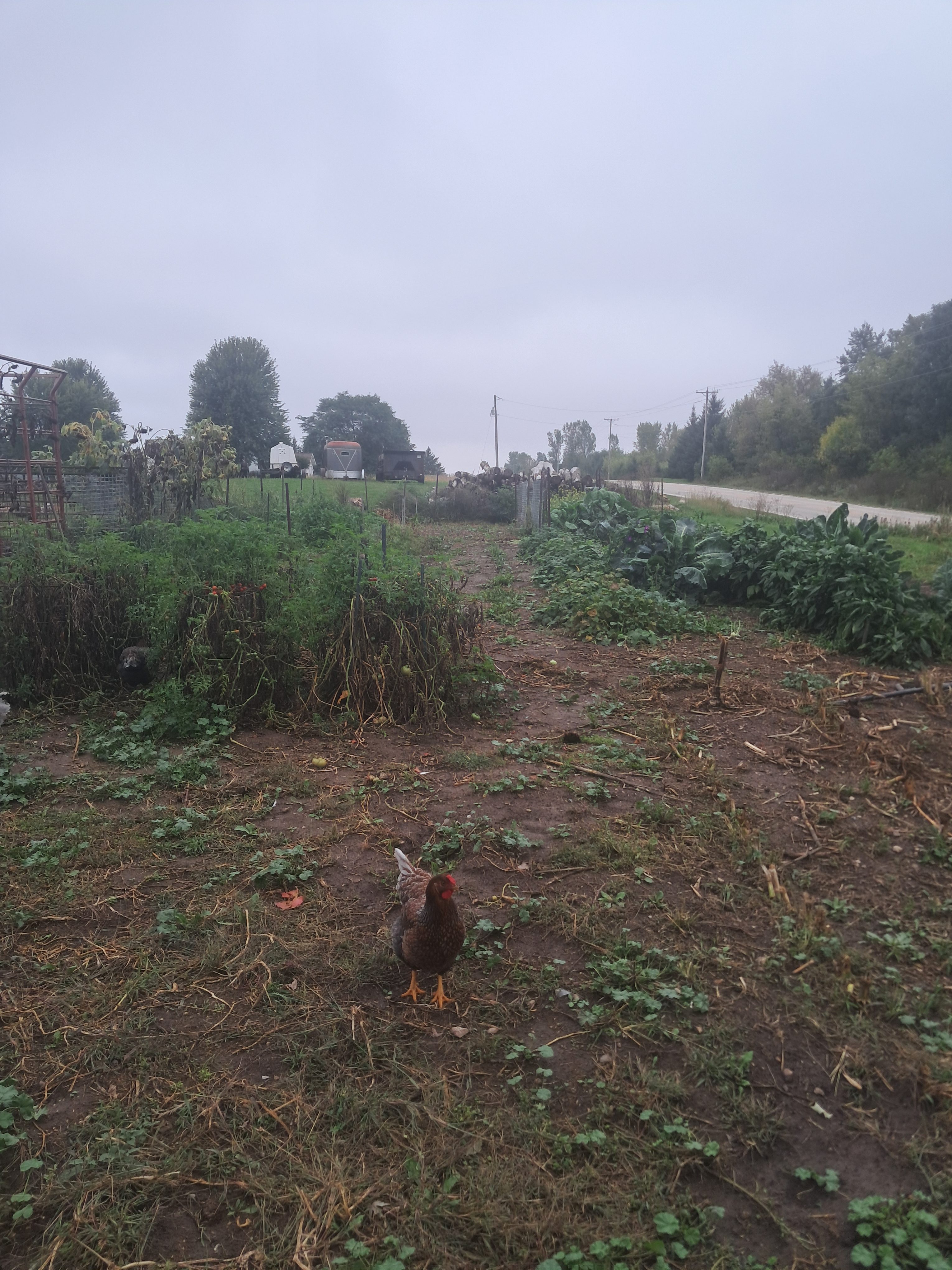 We Lost Control of the Weeds—But the Garden Still Fed Us